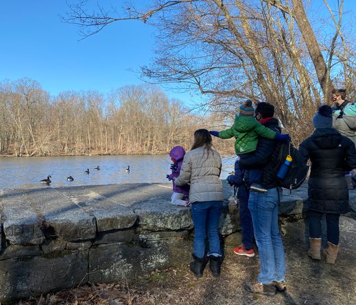Sheldrake - Family enjoying pond on cold day