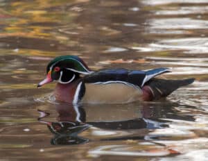 Duck swimming