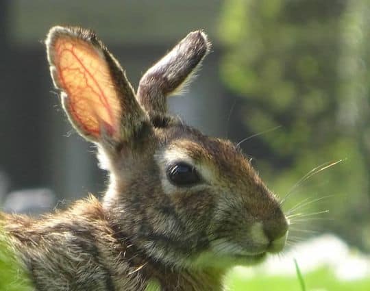 Are We Having a Rabbit ‘Boom’?