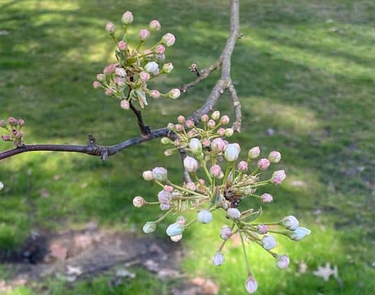 Buds on a branch