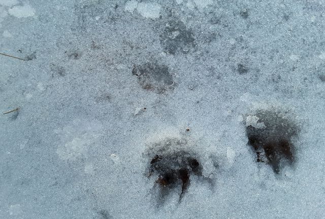 Animal tracks in the snow at Sheldrake.