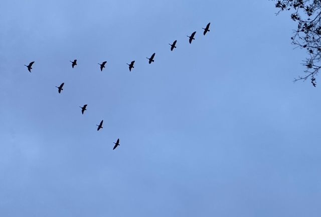 Geese in flying V migration above Sheldrake.