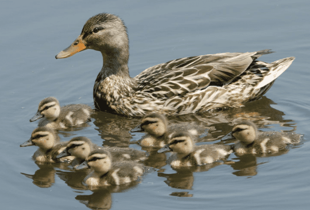 Animal Moms: A Mommy and Me Program for Mother’s Day – CANCELED