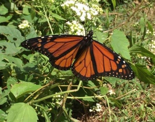 Protecting Migratory Monarch Butterflies