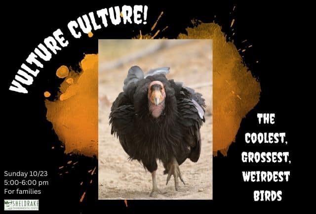 Vulture Culture: The Coolest, Grossest, Weirdest Birds