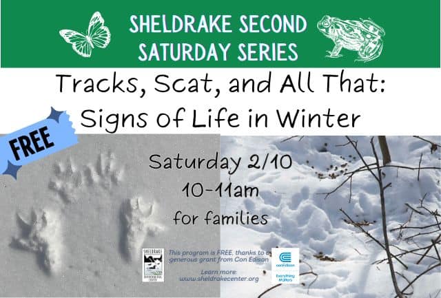 Tracks, Scat, and All That: Signs of Life in Winter