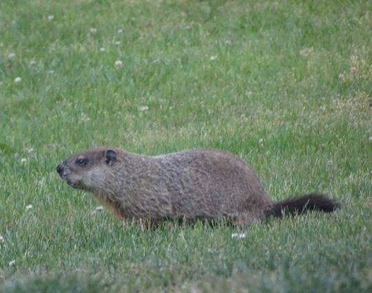 Top 10 Fun Facts About Groundhogs!