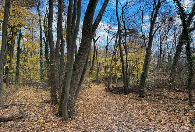 Town of Mamaroneck Fall Tree Walk