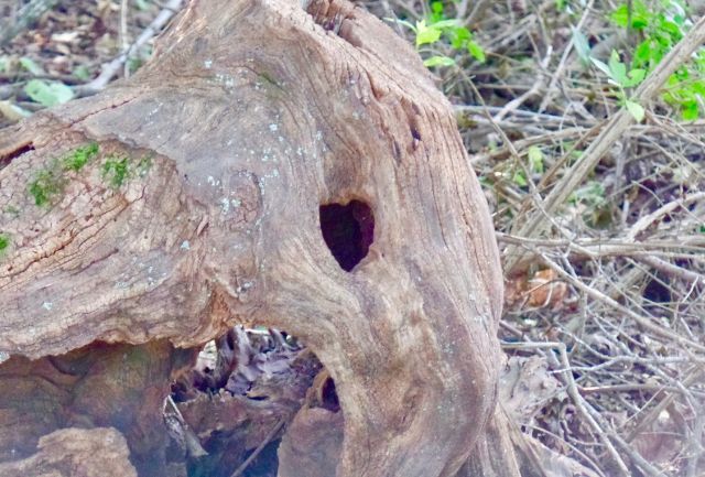 heart-shaped hole in a tree trunk outdoors on a nature trail