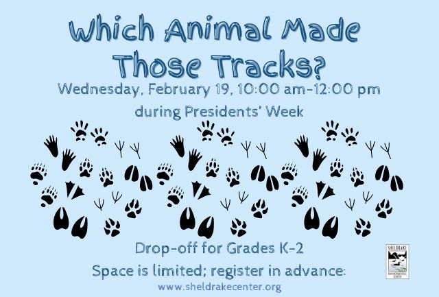 Which Animal Made Those Tracks?