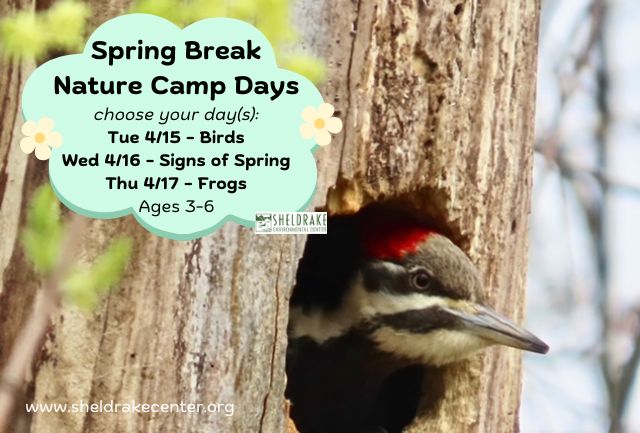 pileated woodpecker poking out of tree hole and camp information