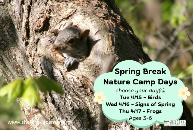 squirrel peeking out of tree hold with camp information