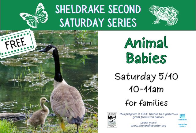 goose and gosling standing near water's edge plus text describing event