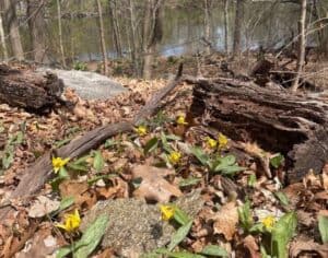 Trout lilies, a type of spring ephemeral (i.e., a low-growing flower) growing by the Larchmont Reservoir