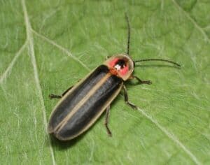 firefly not lit up on a leaf