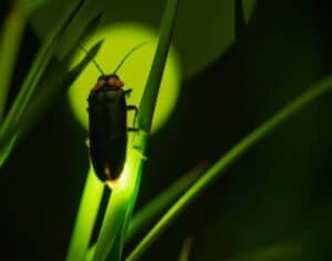 single illuminated firefly on a plant