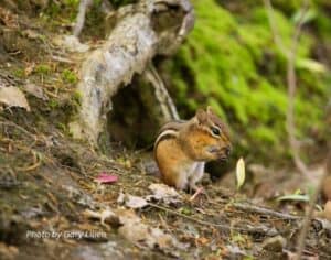 chipmunk standing still near a tree stump, eating